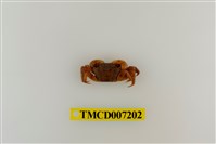 藏品(三櫛擬相手蟹)的圖片